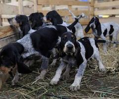 La V Feira de Cans de Río Ulla reúne 580 perros de caza de más de 80 propietarios